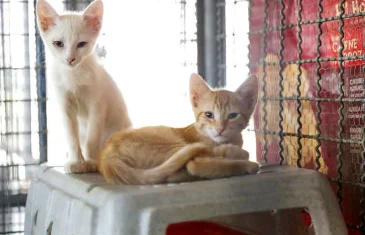 Câmara Legislativa aprova o Código de Direitos e Bem-Estar Animal do Distrito Federal