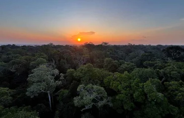 Saiba como funciona o Fundo Florestas Tropicais para Sempre