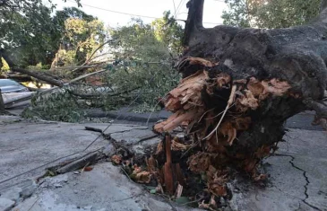 Mulher morre após queda de árvore em ponto de ônibus em Guarulhos