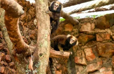 Casal de saguis-de-serra-escuro já pode ser visitado no Zoológico de Brasília