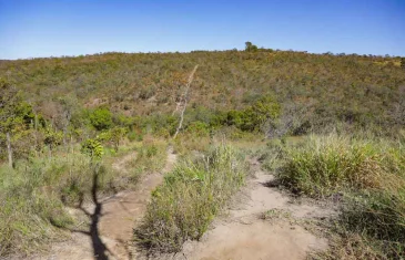 Secretaria de Meio Ambiente abre inscrições ao PSA Cerrado em Pé