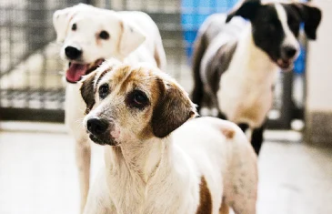 Quer adotar um pet? Mais de dez cães esperam por um novo lar na Zoonoses do DF