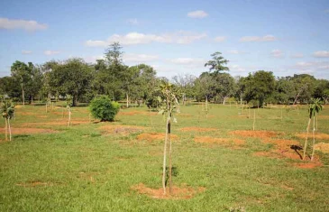 Distrito Federal inicia plantio de 22 mil mudas na região da Serrinha do Paranoá