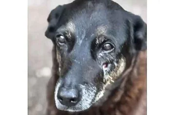 Cão Orelha: o que pode acontecer com os jovens suspeitos de maus-tratos