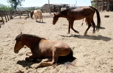 Prefeitura Municipal alerta para os riscos de animais soltos