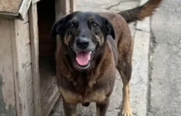 Morte do cão Orelha: adolescentes suspeitos retornam dos EUA e têm celulares e roupas apreendidos no aeroporto