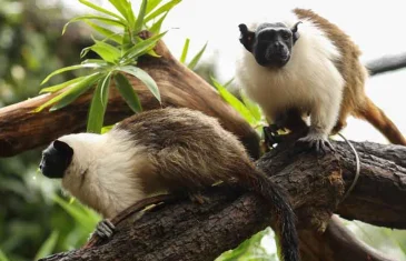 Filhotes de sauim-de-coleira do Zoo de Brasília ganham nomes de Caju e Castanha