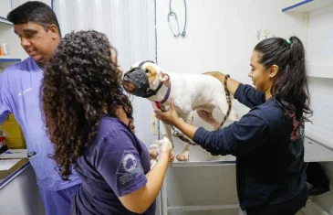 Folia e causa animal: ação oferece microchipagem e vacinação gratuita para cães