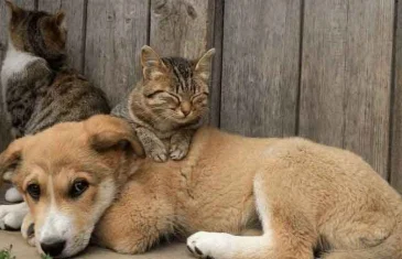 Governo do DF doa três toneladas de carne a abrigo de cães e gatos