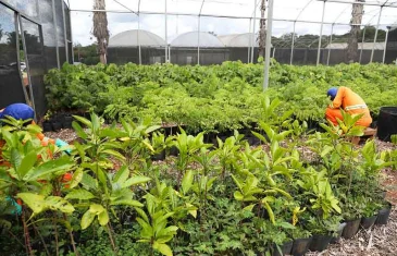 DF ultrapassa 218 mil árvores plantadas desde 2019 e amplia meta até 2027