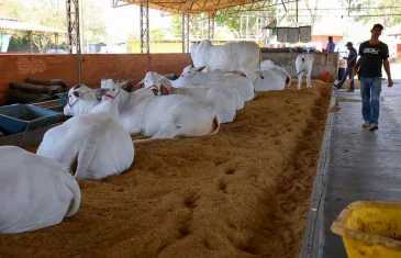 Plataforma do Siagro-DF realizará manutenção programada neste fim de semana