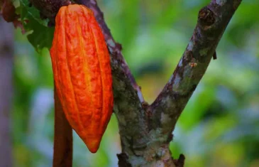 Ministério da Agricultura e Pecuária suspende importação de cacau da Costa do Marfim